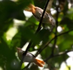 Chestnut-capped Flycatcher